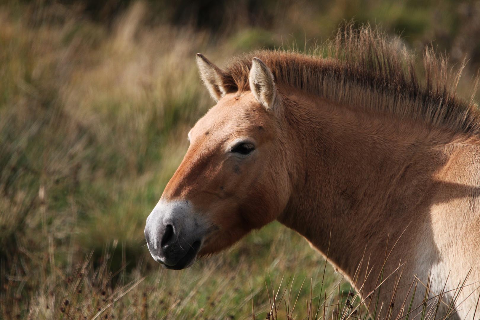 Przewalski's wild horse looking to the left IMAGE: Laura Moore 2023